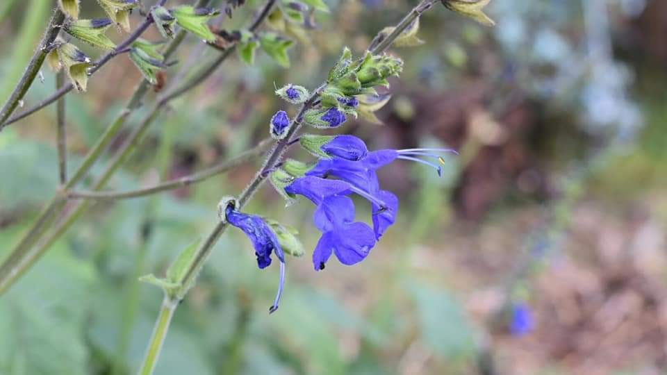 Nuchu de color azul
