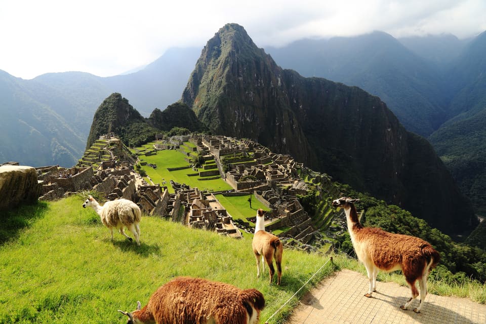 Llamas en Machu picchu