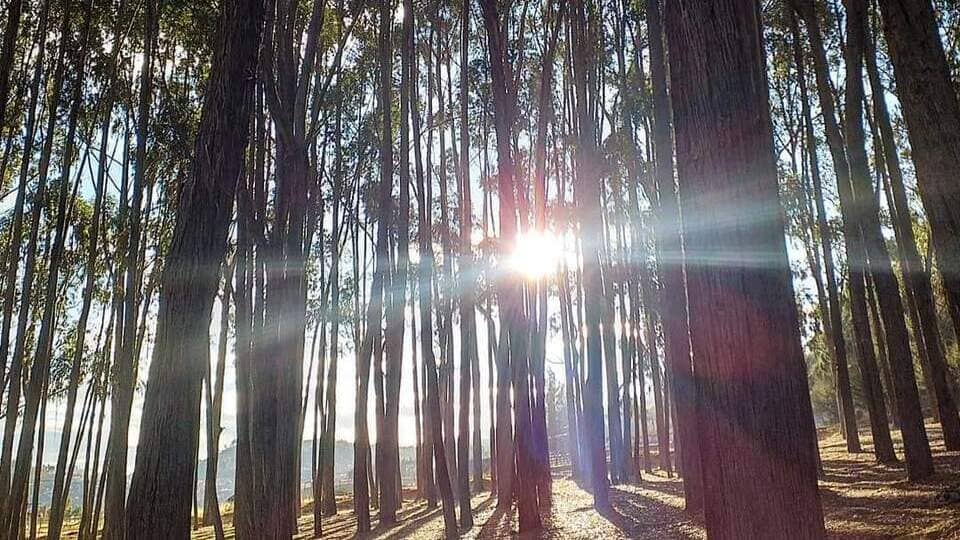 Bosque de eucaliptos en Q´enqo