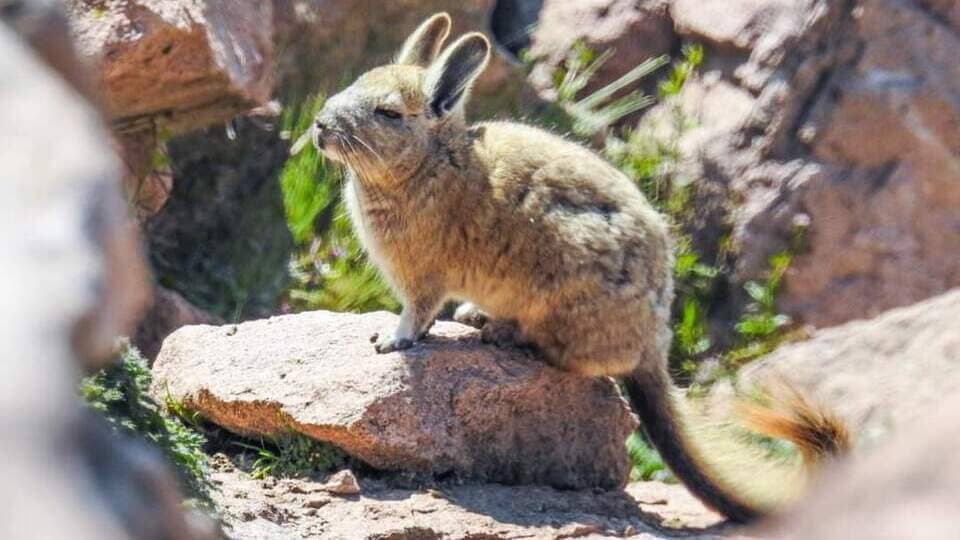 Fauna típica de María Fortaleza