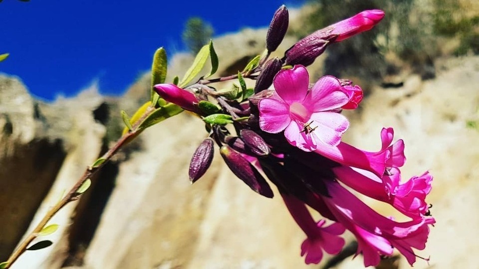 Flor sagrada de los incas Kantuta.