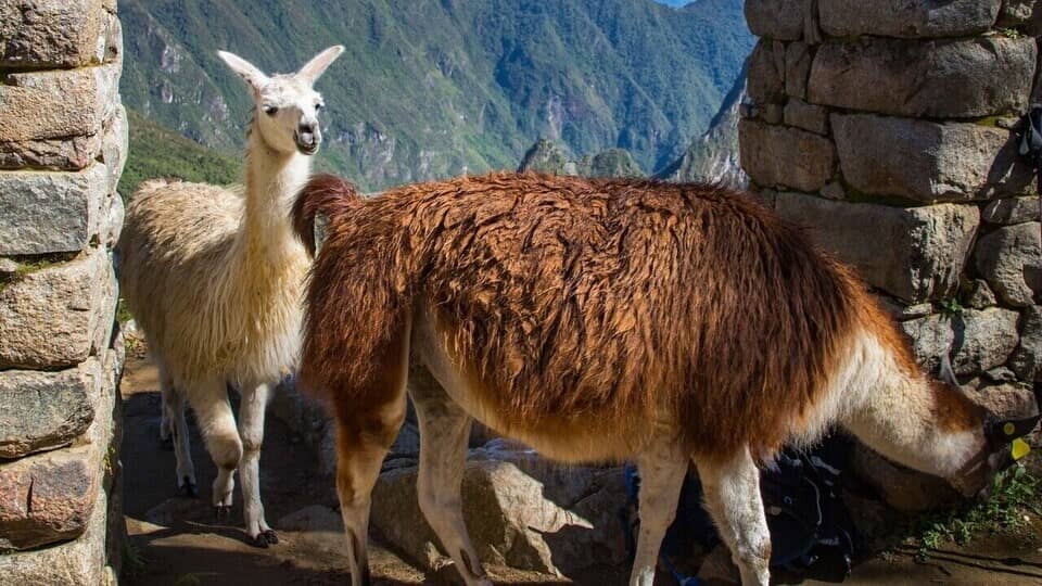 presencia de dos llamas en Machu Picchu