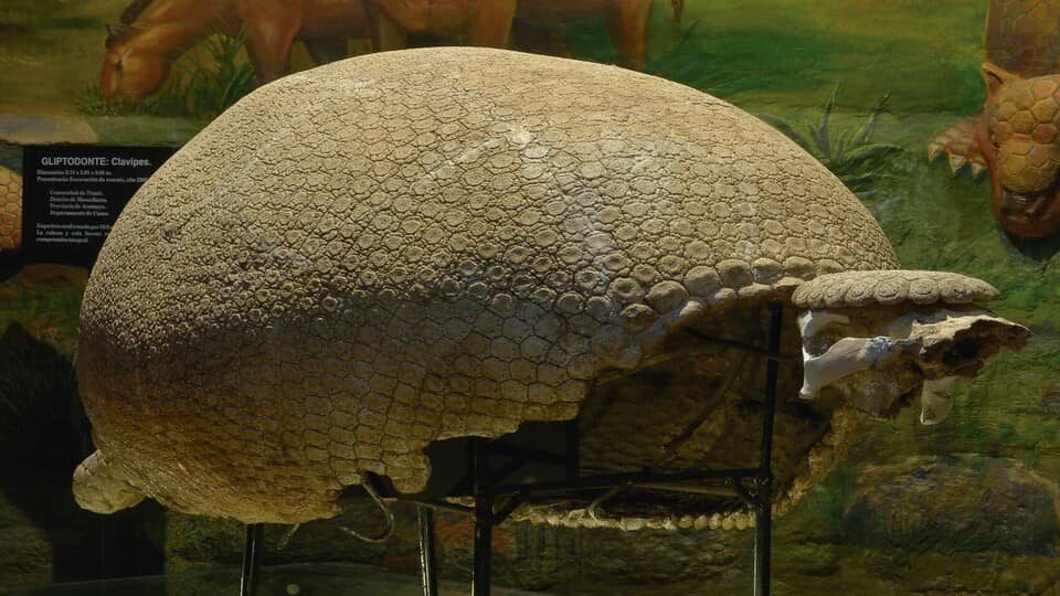 Gliptodonte que vivio en la época del pleistoceno en el valle del Cusco.