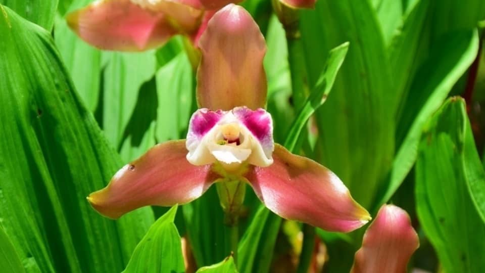 orquídea en Machu Picchu
